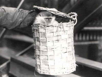 A Monkey in a Hamper at ZSL London Zoo, December 1922 by Frederick William Bond